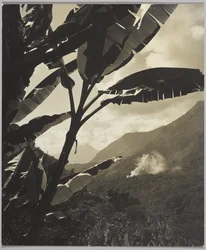 Mañana en los trópicos