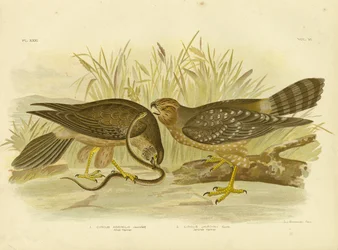 Aguilucho pálido o aguilucho manchado, 1891