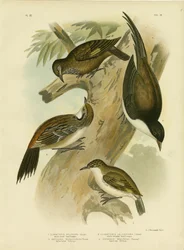Agateador de cola negra, 1891