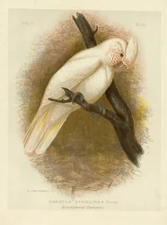 Cacatúa manchada de sangre