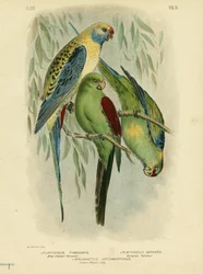 Periquito de mejillas azules, 1891