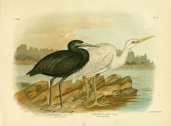 Garza de arrecife azul, 1891