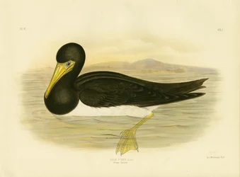 Alcatraz pardo, 1891