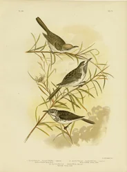 Honeyeater de frente fulva, 1891