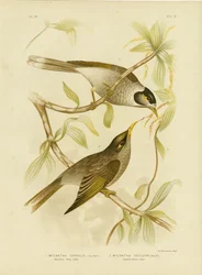 Mielero charlatán o Minero ruidoso, 1891