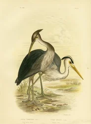 Garza de pico grande o garza gris oscura, 1891
