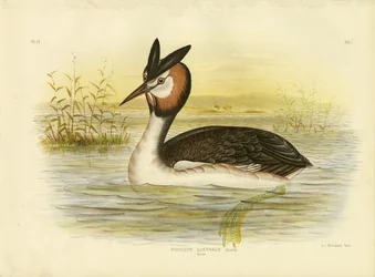 Somormujo Lavanco, 1891