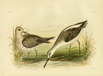 Gran correlimos, 1891
