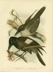 Cuervo gris, 1891
