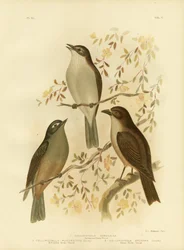 Zorzal Armonioso o Zorzal Gris, 1891
