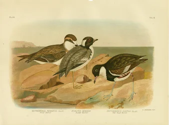Chorlito encapuchado, 1891