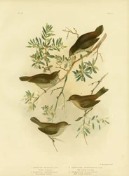 Inland Thornbill o Broad-Tailed Thornbill