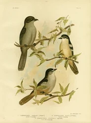 Jardines Campephaga o Pájaro Cicada Común, 1891