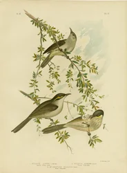 Melífago de Lewin, 1891