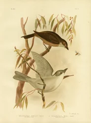 Zorzalito, 1891