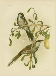 Ave Lumulated Wattlebird o Little Wattlebird, 1891