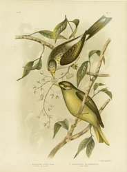 Honeyeater Luteous o Minero de Garganta Amarilla, 1891