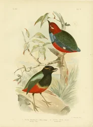 Pitta de Macklot, 1891
