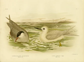 Charrán de marisma, 1891