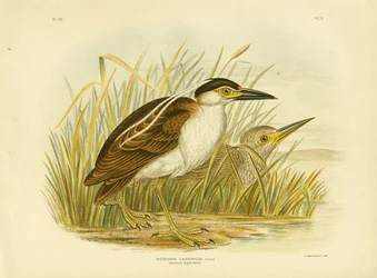 Garceta nocturna de Nankeen, 1891