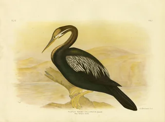 Darter de Nueva Holanda