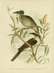 Ave ruidosa, 1891