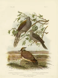 Paloma Pacífica, 1891