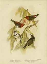 Mielero Sanguíneo, 1891