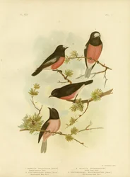 Petirrojo Pecho Escarlata o Petirrojo del Pacífico, 1891