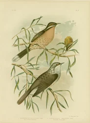 Mielero de mejillas espinosas, 1891