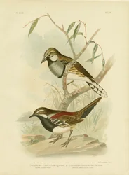 Zorzal terrestre manchado, 1891