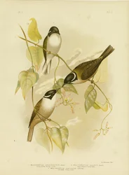 Mielero de pico fuerte, 1891