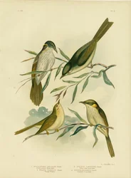 Pardalote Uniforme o Pardalote de Garganta Blanca, 1891