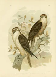 Halcón Marrón Occidental, 1891