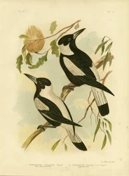 Alcaudón de lomo blanco, 1891