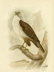 Águila marina de pecho blanco, 1891