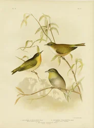 Zosterops de pecho blanco o Ojo blanco de Norfolk, 1891