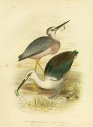 Garza de cara blanca, 1891