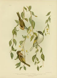 Melífago de garganta blanca, 1891