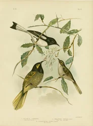 Mielero de cara amarilla, 1891