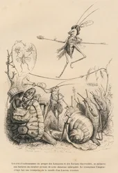 Grillo tocando la trompeta frente a una tortuga, un caracol y babosas. Sobre él, otro grillo equilibrista caminando sobre un hilo. Viñetas ilustradas por JJ Granville. Grabado firmado por Godard en la parte titulada "Las aventuras de una mariposa"