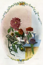 Ilustración para "Les Fleurs Animees