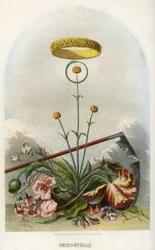 Ilustración para "Les Fleurs Animees