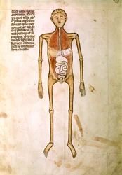 ANATOMÍA: Miniatura de la "Anatomía" de Guido da Vigevano, médico del rey Felipe VI de Francia (miniatura)