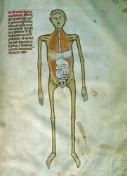 Medicina: tablero de anatomía y cirugía representando una corteza. Vista del aparato digestivo. Página extraída del manuscrito "Liber notabilium Philippi septimi francorum regis, a libris Galieni extractus" de Gui de Pavia