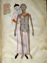 Cirugía: Disección del tórax. Miniatura en el "Liber notabilium Philippi septimi francorum regis, a libris Galieni extractus" escrito por Gui (Guy) de Pavía