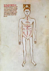 Cirugía: representación del cuerpo humano. Miniatura en el "Liber notabilium Philippi septimi francorum regis, a libris Galieni extractus" escrito por Gui (Guy) de Pavía