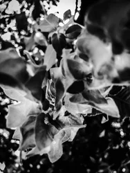Flor nº 12, 2025 (foto)