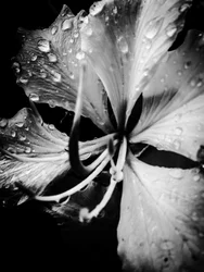 Flor nº 19, 2025 (foto)