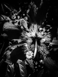 Flor nº 20, 2025 (foto)